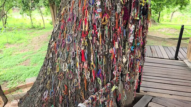 Phnom Penh, Cambodia - 25 June 2025. A slow upward pan of the Chan Kiri Tree shows its trunk covered in offerings as a tribute to the young victims killed at this site.