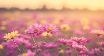 Delicate Pink Cosmos Field at Sunrise, Soft Focus