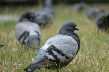 Group of pigeons on a lawn