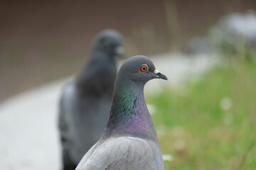 Pigeons monitoring the surroundings