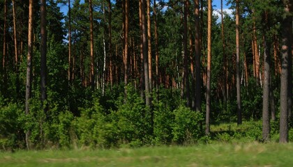 Fototapeta premium Lush pine forest