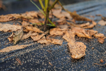 Problem of whitefly effect on leaves and branches of vegetables plants in field inside greenhouses, Whitefly Aleyrodes proletella agricultural pest on pepper leaf, Whiteflies on underside of leaves.