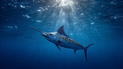 Blue marlin underwater hunting