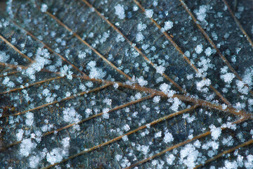 Autumn leaf macro covered with frost and snow