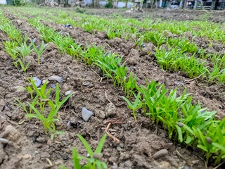 Young Water Spinach Seedlings Growing in a Garden
