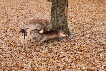 A family of artiodactyl mammals. Animals. Roe deer feeds little deer