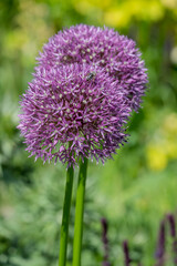 Zierlauch (Allium sp.)