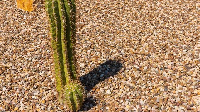 Time-lapse of a saguaro cactus with shadow. Concept for men's health. 