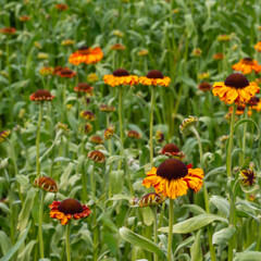 Field of Vibrant Helenium Flowers Blooming in Summer with Red and Yellow Petals