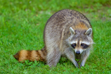 Common Raccoon standing in short green grass