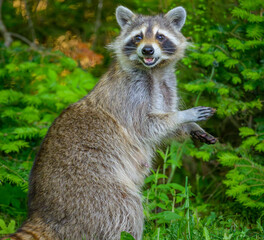 Common Raccoon resting on hind legs looking at camera