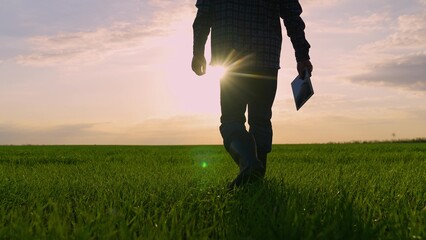Male farmer silhouette with tablet going on green wheat field at sunset back view closeup. Man agricultural worker walking on agriculture meadow grass at sun sky farming and agribusiness concept