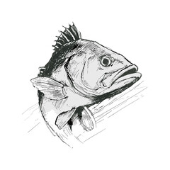 Realistic Fish Line Icon, Hand-Drawn Sketch, Transparent Background
