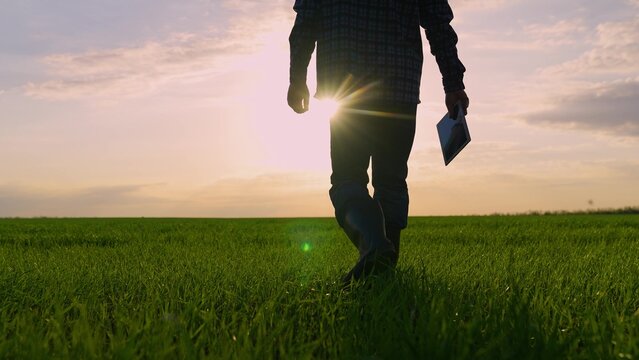 Male farmer silhouette with tablet going on green wheat field at sunset back view closeup. Man agricultural worker walking on agriculture meadow grass at sun sky farming and agribusiness concept - Powered by Adobe