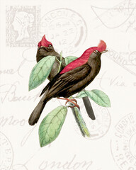 Colorful tropical bird illustration perched on a branch. Soft watercolor style with vintage stamps in the background.