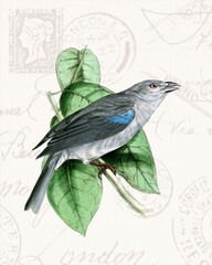 Colorful tropical bird illustration perched on a branch. Soft watercolor style with vintage stamps in the background.