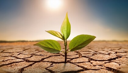 small sprout growing in dry cracked earth