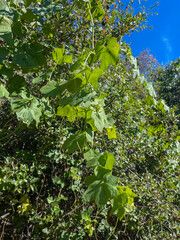 Cucamonga Manroot on a bush growing as a vine and taking over the bush to grow pods.