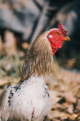 Rooster scratching, walking and eating in the yard