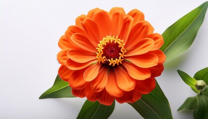 Fototapeta premium bright orange zinnia flower with green leaves captured against a white background