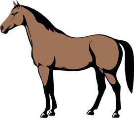 
Realistic Walking Horse Vector Illustration on White Background (Side Profile)