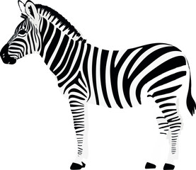 Realistic Walking Zebra Vector Illustration on White Background (Side Profile)