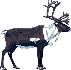 Realistic majestic vector of a caribou in full body side view on white background, 2D vector illustration