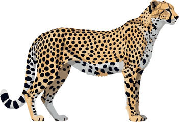 Cheetah in full body side profile – vector illustration on white background, 2D vector illustration
