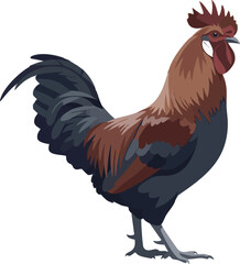 Rooster vector illustration – side profile full body on white background, 2D vector illustration