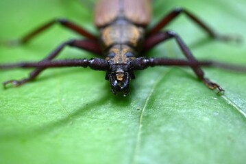 Aegosoma sinicum male. Coleoptera Cerambycidae. Body length is 3-5cm, active in summer, eating plant leaves and bark. This insect is edible.