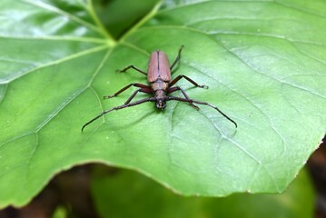 Aegosoma sinicum male. Coleoptera Cerambycidae. Body length is 3-5cm, active in summer, eating plant leaves and bark. This insect is edible.