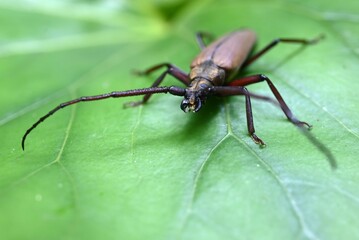 Aegosoma sinicum male. Coleoptera Cerambycidae. Body length is 3-5cm, active in summer, eating plant leaves and bark. This insect is edible.