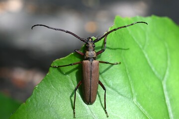 Aegosoma sinicum male. Coleoptera Cerambycidae. Body length is 3-5cm, active in summer, eating plant leaves and bark. This insect is edible.