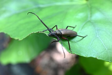Aegosoma sinicum male. Coleoptera Cerambycidae. Body length is 3-5cm, active in summer, eating plant leaves and bark. This insect is edible.