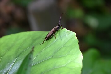 Aegosoma sinicum male. Coleoptera Cerambycidae. Body length is 3-5cm, active in summer, eating plant leaves and bark. This insect is edible.