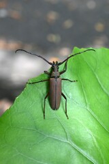 Aegosoma sinicum male. Coleoptera Cerambycidae. Body length is 3-5cm, active in summer, eating plant leaves and bark. This insect is edible.