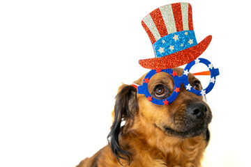 Dog celebrates the 4th of July Independence Day of the United States of America. With Uncle Sam's Hat Glasses. for veterinary cards with copy space. isolated