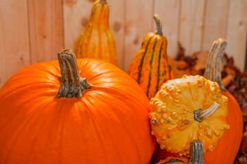 Gourds for Fall.Autumnal Display of Pumpkins and Gourds. Pumpkins with autumn leaves on wooden background.Still Life of Pumpkins and Gourds on Leaves 