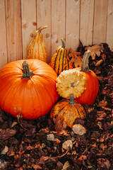 Thanksgiving mockup and Halloween background.Still Life of Pumpkins and Gourds on Leaves. Pumpkin Wallpaper