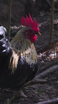 Rooster scratching ground and feeding in rustic backyard natural rural lifestyle scene