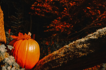 Halloween Background.Pumpkin on Tree Branch for Halloween.Pumpkin on Tree Branch at Night. 