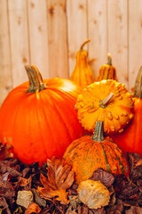  Pumpkin Wallpaper. Thanksgiving background.Still Life of Pumpkins and Gourds on Leaves.Pumpkins on wooden background