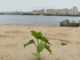 plant in sand