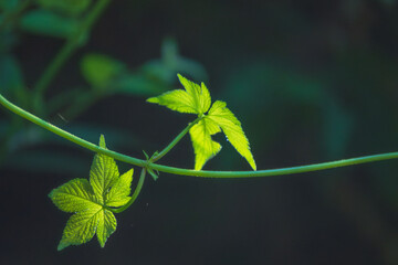 夏の森　光に輝く草の葉05