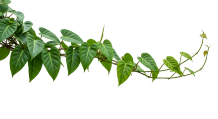 Isolated Green Ivy Plant with Transparent Background Nature Decor Design