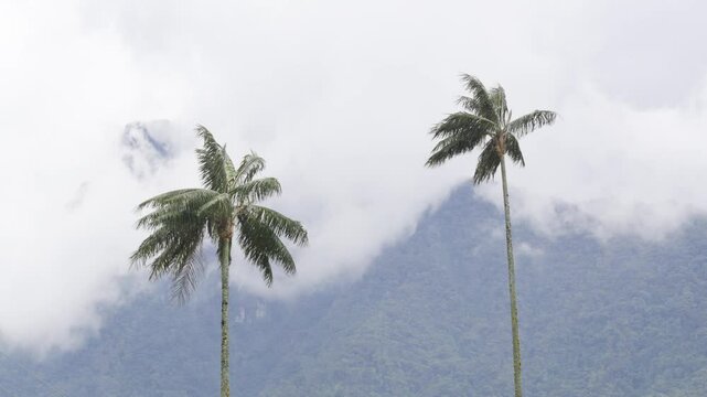 Two towering wax palm trees stand against mist-covered Andean mountains, surrounded by cloud forest and fog. Cocora Valley &ndash; Colombia