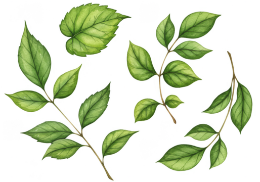 Isolated Green Leaves Branches Illustration on Transparent Background