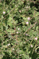 American Hookfruit Trefoil, Acmispon Americanus Variety Americanus, an enchanting native synoecious annual displaying solitary racemose inflorescences during late Spring in the Santa Monica Mountains.