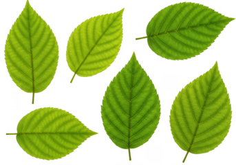 Isolated Green Leaves Macro Detail on Transparent Background Nature