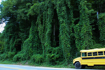 a hill and structure engulfed by kudzu vines with a school bus in the foreground